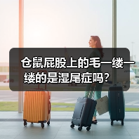 仓鼠屁股上的毛一缕一缕的是湿尾症吗?(图4) 仓鼠屁股上的毛一缕一缕的是湿尾症吗?(图4)