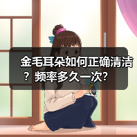 金毛耳朵如何正确清洁?频率多久一次?(图2) 金毛耳朵如何正确清洁?频率多久一次?(图2)