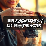蝴蝶犬洗澡频率多少合适?科学护理全攻略(图4) 蝴蝶犬洗澡频率多少合适?科学护理全攻略(图4)