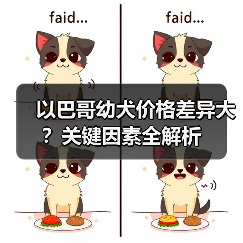 以巴哥幼犬价格差异大?关键因素全解析(图2) 以巴哥幼犬价格差异大?关键因素全解析(图2)