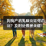 狗狗产后乳腺炎如何识别?及时处理是关键!(图4) 狗狗产后乳腺炎如何识别?及时处理是关键!(图3)