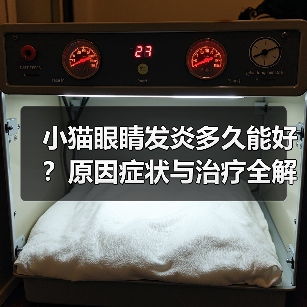 小猫眼睛发炎多久能好?原因症状与治疗全解析(图4) 小猫眼睛发炎多久能好?原因症状与治疗全解析(图4)