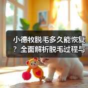 小德牧脱毛多久能恢复?全面解析脱毛过程与护理技巧(图1) 小德牧脱毛多久能恢复?全面解析脱毛过程与护理技巧(图1)