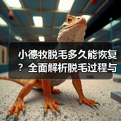 小德牧脱毛多久能恢复?全面解析脱毛过程与护理技巧(图4) 小德牧脱毛多久能恢复?全面解析脱毛过程与护理技巧(图4)