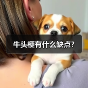 牛头梗有什么缺点?(图2) 牛头梗有什么缺点?(图2)