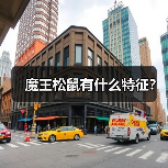 魔王松鼠有什么特征?(图2) 魔王松鼠有什么特征?(图2)