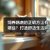 饲养鹦鹉的正确方法有哪些?打造舒适生活环境与科学饮食指南(图4) 饲养鹦鹉的正确方法有哪些?打造舒适生活环境与科学饮食指南(图4)