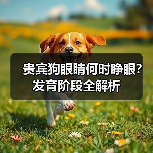 贵宾狗眼睛何时睁眼?发育阶段全解析(图1) 贵宾狗眼睛何时睁眼?发育阶段全解析(图1)
