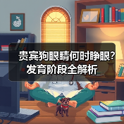贵宾狗眼睛何时睁眼?发育阶段全解析(图3) 贵宾狗眼睛何时睁眼?发育阶段全解析(图3)