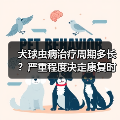 犬球虫病治疗周期多长?严重程度决定康复时间(图2) 犬球虫病治疗周期多长?严重程度决定康复时间(图2)