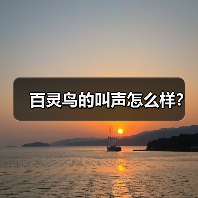 百灵鸟的叫声怎么样?(图4) 百灵鸟的叫声怎么样?(图4)