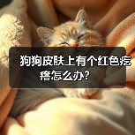 狗狗皮肤上有个红色疙瘩怎么办?(图1) 狗狗皮肤上有个红色疙瘩怎么办?(图1)