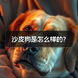 沙皮狗是怎么样的?(图4) 沙皮狗是怎么样的?(图4)