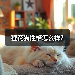 狸花猫性格怎么样?(图1) 狸花猫性格怎么样?(图1)