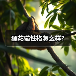 狸花猫性格怎么样?(图3) 狸花猫性格怎么样?(图3)