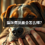 猫咪有跳蚤会怎么样?(图4) 猫咪有跳蚤会怎么样?(图4)