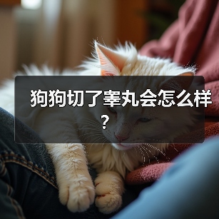 狗狗切了睾丸会怎么样?(图3) 狗狗切了睾丸会怎么样?(图3)