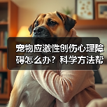 宠物应激性创伤心理障碍怎么办？科学方法帮你解决(图2)