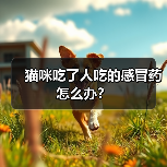 猫咪吃了人吃的感冒药怎么办?(图2) 猫咪吃了人吃的感冒药怎么办?(图1)