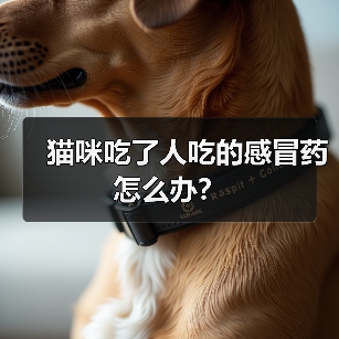猫咪吃了人吃的感冒药怎么办?(图3) 猫咪吃了人吃的感冒药怎么办?(图2)