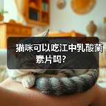 猫咪可以吃江中乳酸菌素片吗?(图2) 猫咪可以吃江中乳酸菌素片吗?(图2)