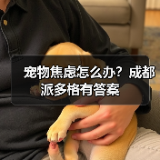 宠物焦虑怎么办?成都派多格有答案(图2) 宠物焦虑怎么办?成都派多格有答案(图2)