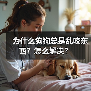 为什么狗狗总是乱咬东西?怎么解决?(图3) 为什么狗狗总是乱咬东西?怎么解决?(图2)
