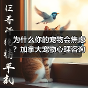 为什么你的宠物会焦虑?加拿大宠物心理咨询师教你如何解决(图1) 为什么你的宠物会焦虑?加拿大宠物心理咨询师教你如何解决(图1)