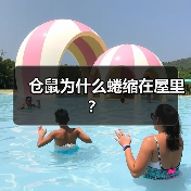 仓鼠为什么蜷缩在屋里?(图3) 仓鼠为什么蜷缩在屋里?(图3)
