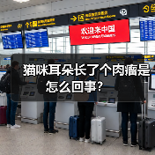 猫咪耳朵长了个肉瘤是怎么回事?(图4) 猫咪耳朵长了个肉瘤是怎么回事?(图4)