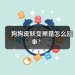 狗狗皮肤变黑是怎么回事？(图1)