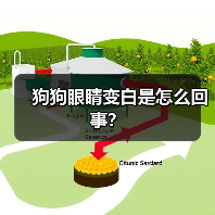 狗狗眼睛变白是怎么回事?(图1) 狗狗眼睛变白是怎么回事?(图1)