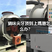 猫咪尖牙顶到上嘴唇怎么办？(图2)