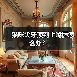 猫咪尖牙顶到上嘴唇怎么办？(图1)