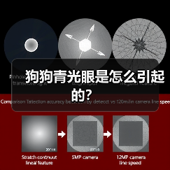 狗狗青光眼是怎么引起的？(图3)