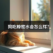 狗吃蜂蜜水会怎么样？(图3)