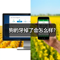 狗的牙掉了会怎么样?(图1) 狗的牙掉了会怎么样?(图1)