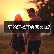 狗的牙掉了会怎么样?(图3) 狗的牙掉了会怎么样?(图3)