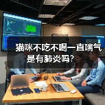 猫咪不吃不喝一直喘气是有肺炎吗?(图4) 猫咪不吃不喝一直喘气是有肺炎吗?(图4)