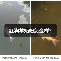 红狗羊奶粉怎么样?(图1) 红狗羊奶粉怎么样?(图1)