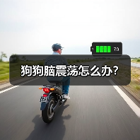狗狗脑震荡怎么办?(图3) 狗狗脑震荡怎么办?(图2)