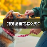 狗狗脑震荡怎么办?(图4) 狗狗脑震荡怎么办?(图3)