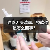 猫咪舌头溃疡、拉软便是怎么回事？