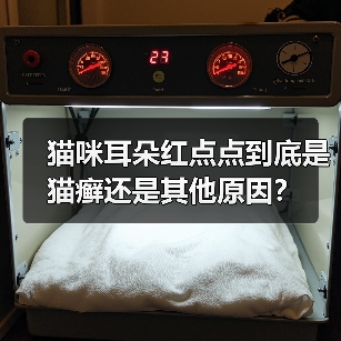 猫咪耳朵红点点到底是猫癣还是其他原因?(图1) 猫咪耳朵红点点到底是猫癣还是其他原因?(图1)