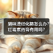 猫咪溃烂化脓怎么办？红霉素药膏有用吗？(图2)