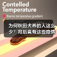 为何秋田犬养的人这么少?背后竟有这些隐情(图3) 为何秋田犬养的人这么少?背后竟有这些隐情(图3)