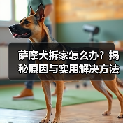 萨摩犬拆家怎么办？揭秘原因与实用解决方法(图4)