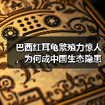 巴西红耳龟繁殖力惊人，为何成中国生态隐患？ - 辰飞雨新生家伴