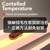 猫癣掉毛在家就能治愈？正确方法避免复发