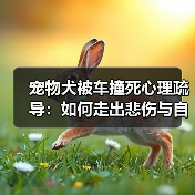 宠物犬被车撞死心理疏导:如何走出悲伤与自责(图2) 宠物犬被车撞死心理疏导:如何走出悲伤与自责(图2)